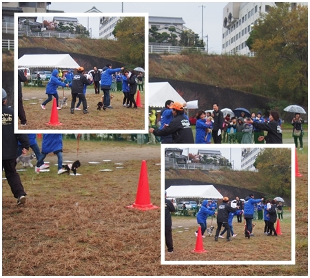 20171126kariinu.jpg